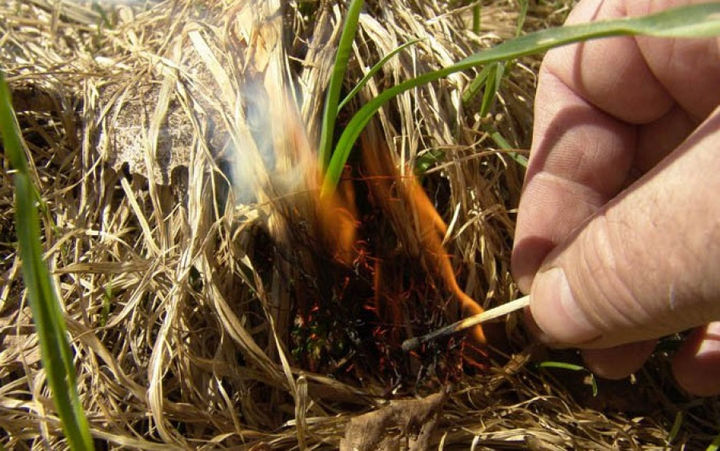 Почему травяной пал - это стихийное бедствие