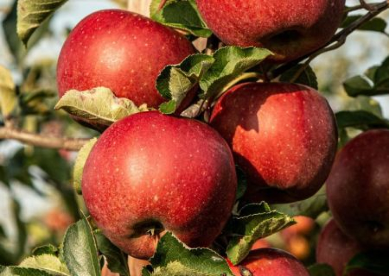 Россиянка пожаловалась в полицию на питомник за продажу украинского сорта яблонь