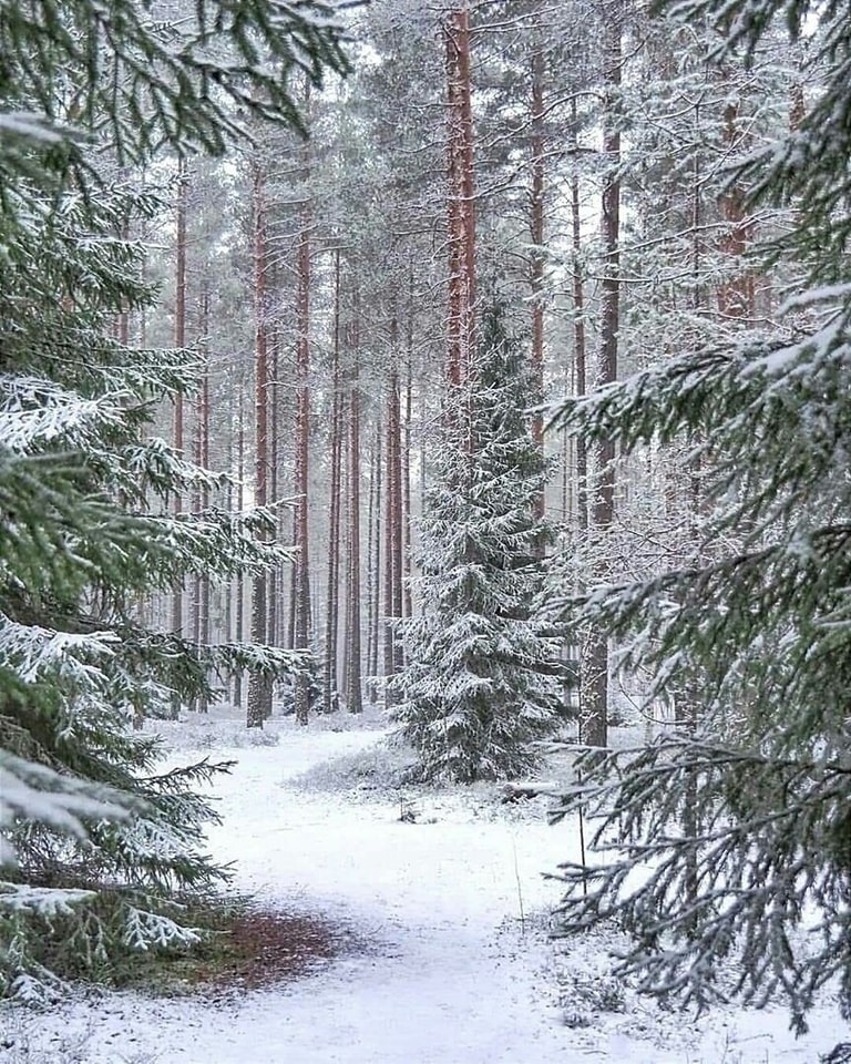 Зимний лес. Константин Ваншенкин.